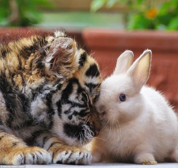 the-revealing-images-show-how-the-animals-have-yet-to-gain-their-animal-instincts-above-the-tiger-cub-snuggles-up-to-a-bunny-at-the-zoo