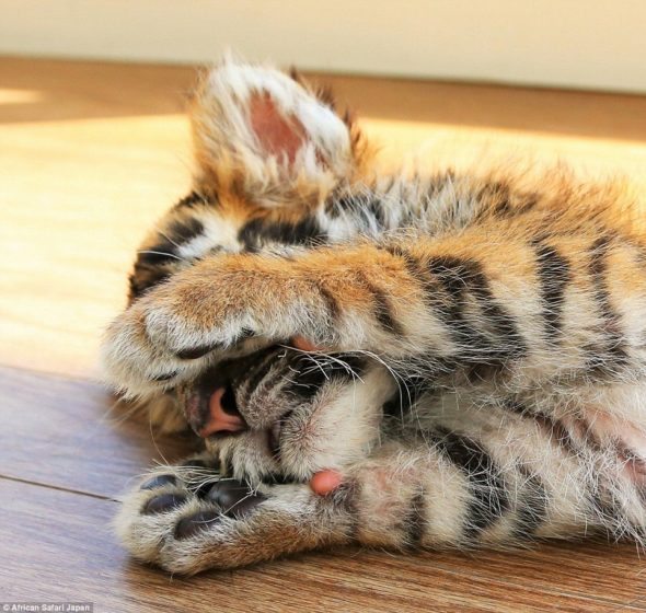 the-tiger-cub-appears-to-be-rather-camera-shy-here-as-it-covers-its-face-while-lying-on-the-floor