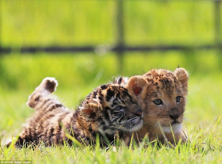 there-are-currently-several-sets-of-tiger-and-lion-cubs-at-the-park-but-this-pair-have-struck-up-an-unlikely-friendship