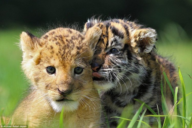 these-tiny-creatures-may-still-be-small-in-the-photographs-but-staff-posted-on-twitter-that-they-are-growing-up-fast