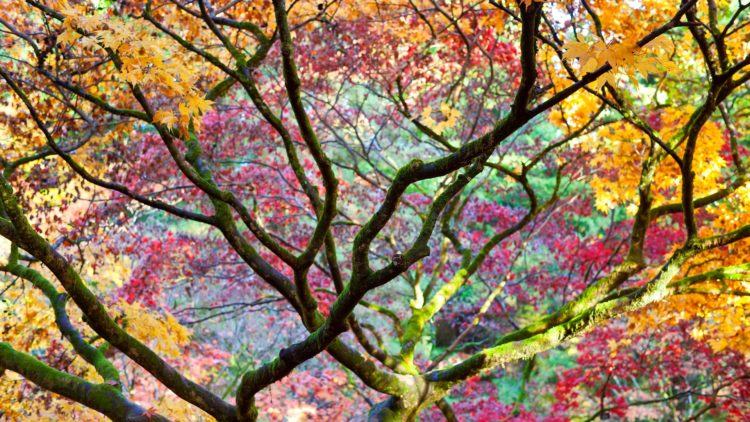 Autumn leaves, Westonbirt Arboretum, Gloucestershire, UK