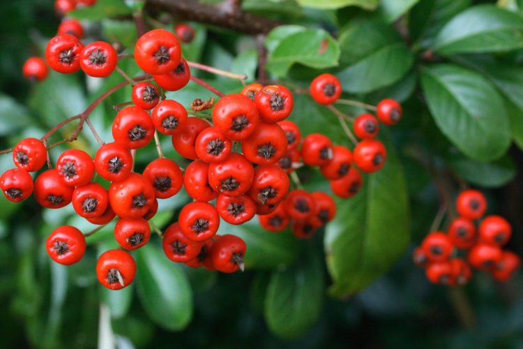 densely borne. The “Pyracantha” aesthetic characteristics in conjunction with their home security qualities make them an alternative to artificial fences and walls.