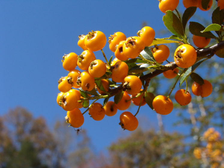 The plant is valuable ornamental plants, decorative flowers and fruits often very densely borne.