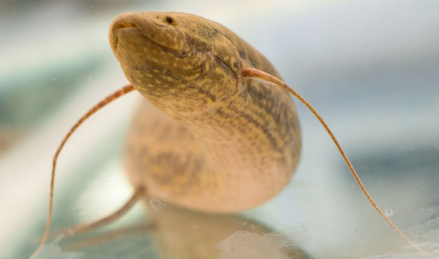 The lungfish known as “salamanderfish”, famous for its ability to live on land, without water and food, for months on end, and sometimes even years. The lungfish known as “salamanderfish”, famous for its ability to live on land, without water and food, for months on end, and sometimes even years.