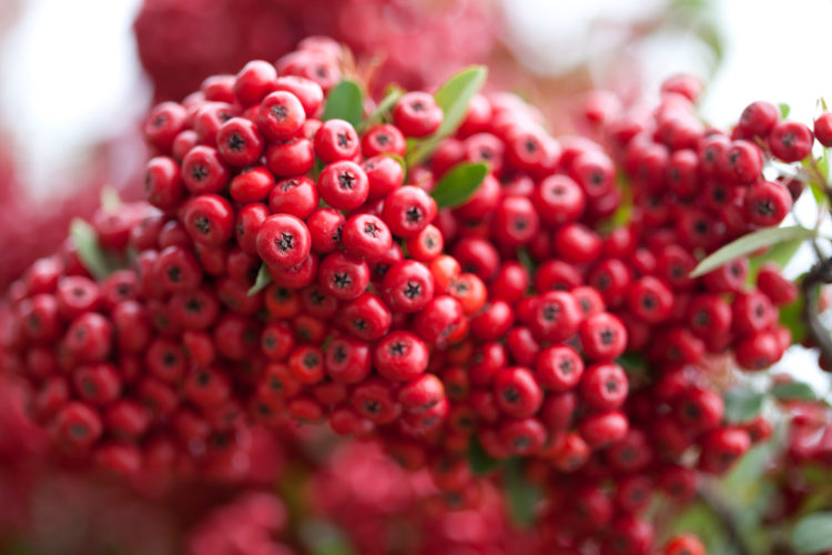 Birds love the berries of the “Pyracantha” and take shelter from wintry blasts all through the long cold season and spring bloom is just the icing on the cake.