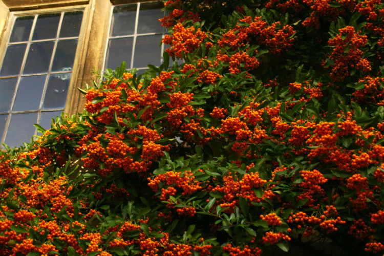 “Pyracantha” is the scientific name of firethorn plants, an evergreen plant that is easy to grow and provides seasonal interest and berries can handle the simple care of firethorn bush.