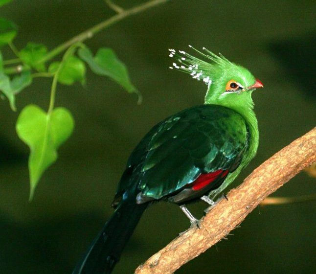 The attractive colors that pattern the plumage of Schalow’s turaco are derived from two unique copper pigments within it's feathers, unidentified in any other bird family. 