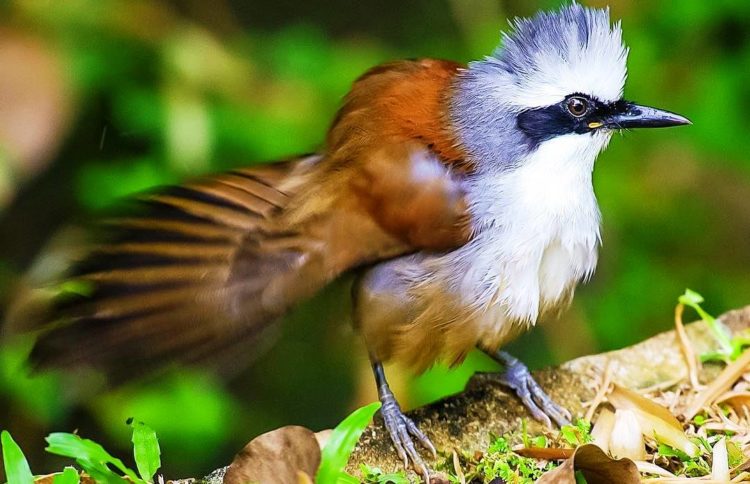Somewhere between March to August White-crested Laughing Thrushes form close bonds during the breeding season.