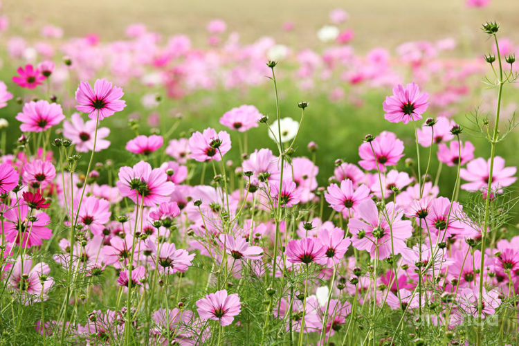 Cosmos Flower - The Ideal Plant For The Back of Your Garden