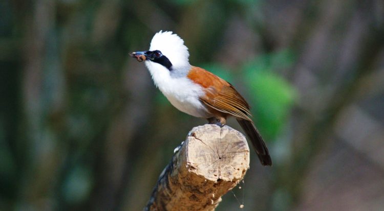 The bird is formerly included the Sumatran laughingthrush as a subspecies, but nothing like that species the plumage of the white-crested laughingthrush is rufescent-brown and white, and the black mask is relatively broad. 