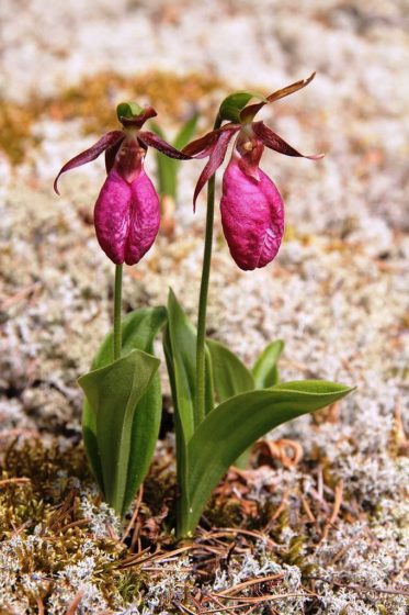 The pink lady slipper flower is also known as the “moccasin flower” is very own much admired and often misunderstood wild native orchid in North America.