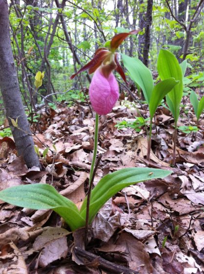 The pink lady’s slipper labellum is inflated and heavily veined, and other two petals are pink and narrow, twisting, and extending out to the side of the flower, like a dancer’s arms in mid-twirl.