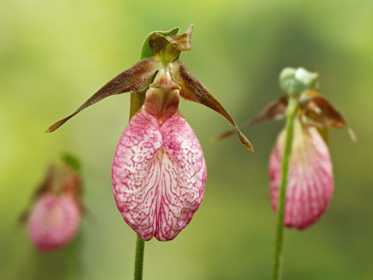 The flowers rely on a process called symbiosis to survive, which is typical of most orchid species. 