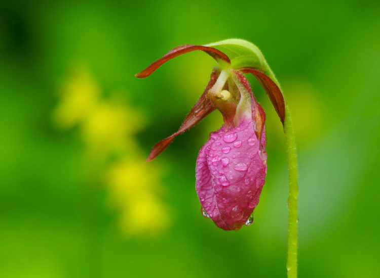 Symbiosis is when an organism, in this case a fungus found in the soil, is needed for a plant to grow and thrive.
