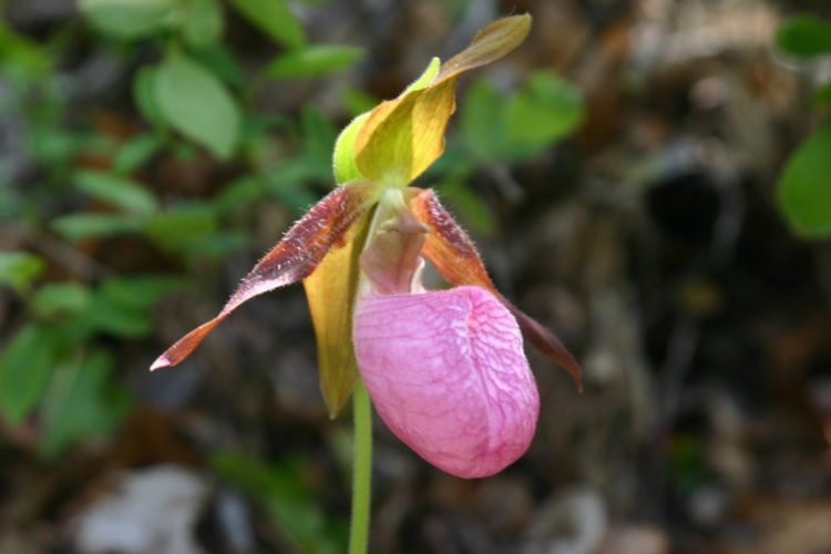 The fungus breaks open the lady slipper seed and attaches to it, passing on the food and nutrients needed for it to flourish. Once the lady slipper plant is mature and producing its own nutrients, the fungus will extract nutrients from the orchid roots.
