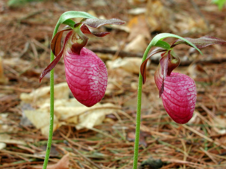 The lady’s slipper requires highly acidic soil but tolerates a range of shade and moisture, though it prefers at least partial shade and well-drained slopes.