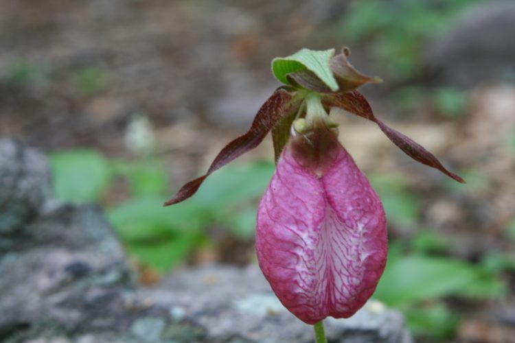 The alluring pink petals, along with the flower’s wafting fragrance, entice large bumblebees, who ineptly pry their way into the inner chambers of the labellum, but bees quickly realize they have been duped, as there is no nectar to be found.