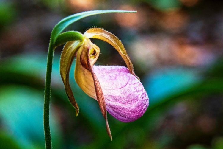 Once the lady slipper plants established, it will propagate at their own and live for lots of years if left undisturbed. Because a picked lady slipper will not rejuvenate itself, and the plant has a less than 5% transplant success rate, they are often considered “off limits” to pickers and diggers.