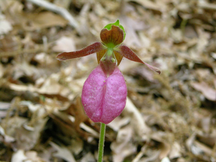 It is habitually found in pine forests, where it can be seen in large colonies, but it also grows in deciduous woods.