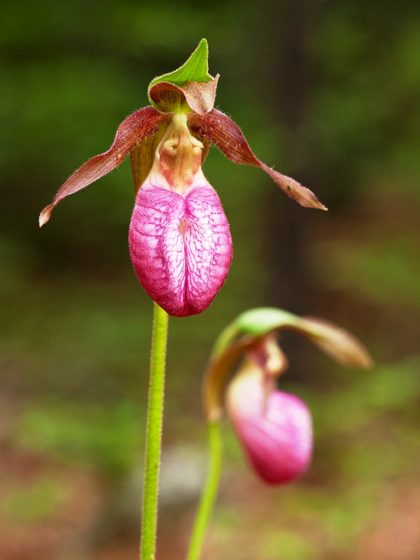Cypripedium acaule is a member of the orchid genus Cypripedium, commonly referred to as lady's slipper orchids.