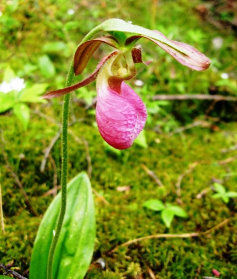 The Lady’s slipper is first described in 1789 by Scottish botanist William Aiton.