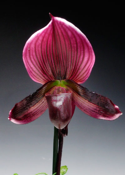 The flower is named for their resemblance to a delicate pair of feminine slippers in hues of pink, white, or variegated colors.