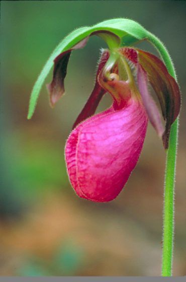 Lady’s slipper orchids have a commanding presence their inflated blooms are charismatic to the point of heady swooning and inspiring colorful prose.