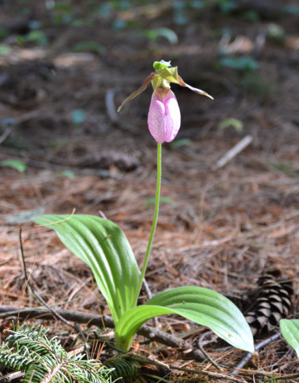 The lady slipper flower is a hardy perennial & stubborn plant, can take many years to grow and develop from seed to mature plants.