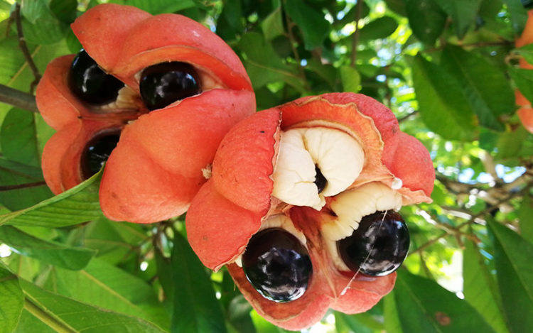 To eat this fruit, one has to remove the black tops and cut open the fleshy yellow arils, because the reddish region in between is very toxic.