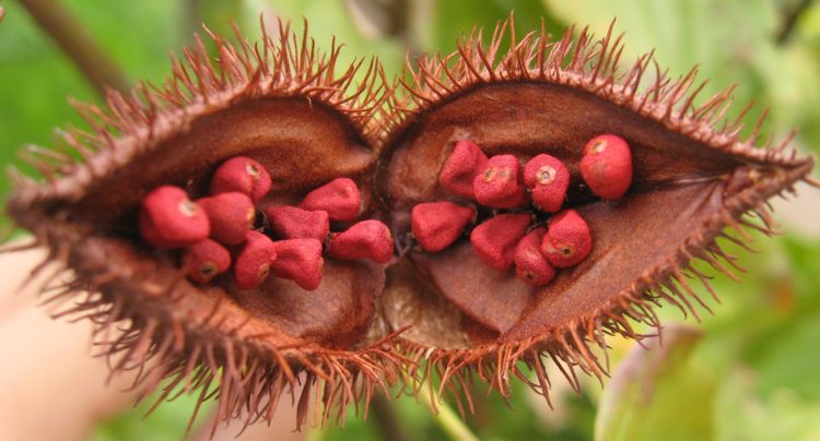 Annatto, Open fruit of the achiote tree (Bixa orellana), showing the seeds from which annatto is extracted.