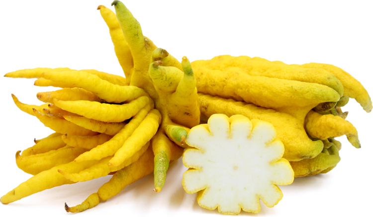 The fingered citron is unusually shaped citron variety whose fruit is segmented into finger-like sections, resembling a human hand.
