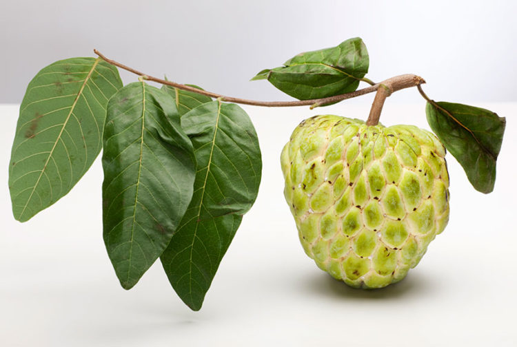 The sugar apple is a strange fruit, which taste is just like a pineapple-banana combo.