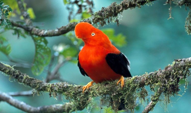 The amazingly bizarre Andean Cock-of-the-rock is maybe the most widely recognized bird of the cloud forests of the Andes Mountains.