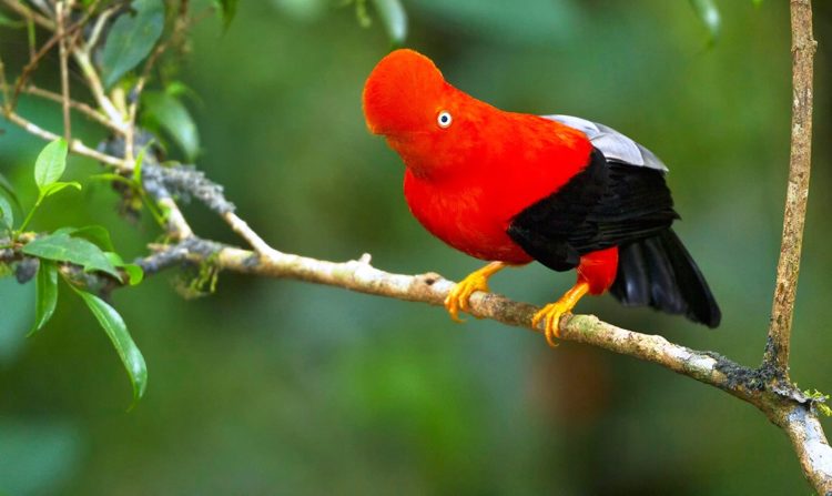 Often difficult to detect away from leks, birds can sometimes be found feeding at fruiting trees eats a diet of fruit and berries, supplemented by insects, amphibians, reptiles, and smaller mice.