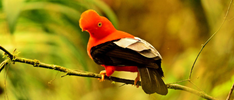 The Andean cock-of-the-rock is found in humid, rocky forested areas and is often found in ravines near water or by forest streams. It is usually found at elevations of 1,500-8,900 feet.