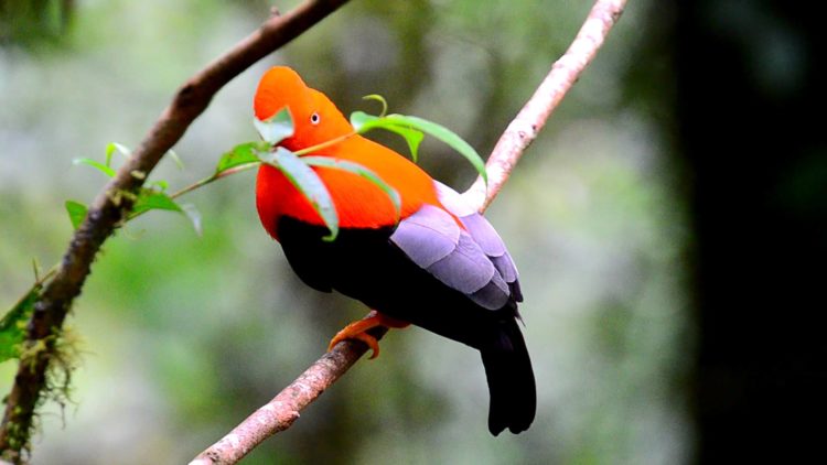 A cloud forest is a tropical or subtropical forest that is usually covered by clouds or fog at the canopy level. The bird is one of many birds species to exhibit marked sexual dimorphism.