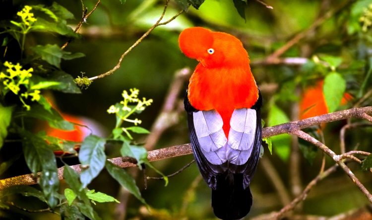 Once the orange feathers begin to appear, it seems the birds continue a progressive molt until the time they reach the adult plumage by the third year of life.
