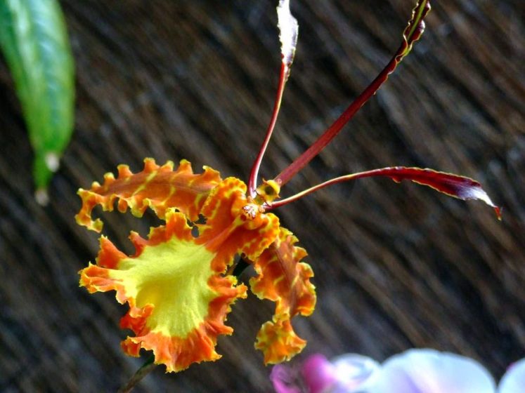 It was formerly included in the massively paraphyletic "wastebin genus" Oncidium.