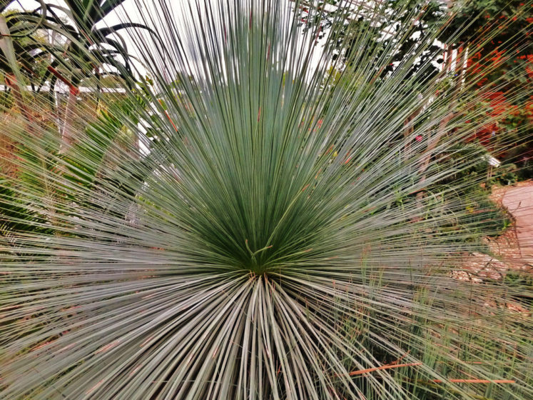 The grass tree is sporadically seen in large communities in woodland on steep edges and sides of gorges, mainly in shallow rich basaltic soils and, at some sites in serpentine soils or sandstone.