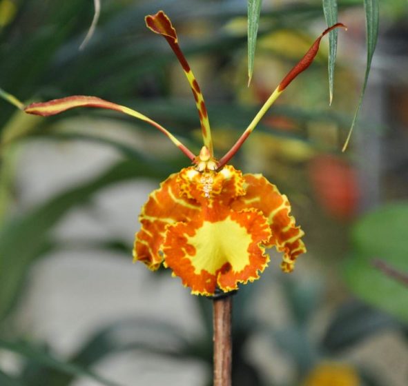 The four variant species of Psychopsis originate from the West Indies, Peru and Costa Rica. In the wild the orchid clings to the branches and trunks of trees.