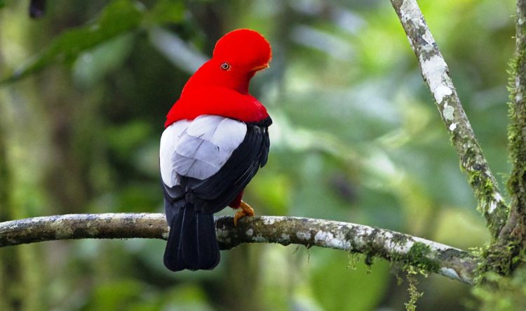 The bird is native to Andean cloud forests in South America can be found in cloud forests in the Andes Mountains in Colombia, Venezuela, Ecuador, Peru, and Bolivia