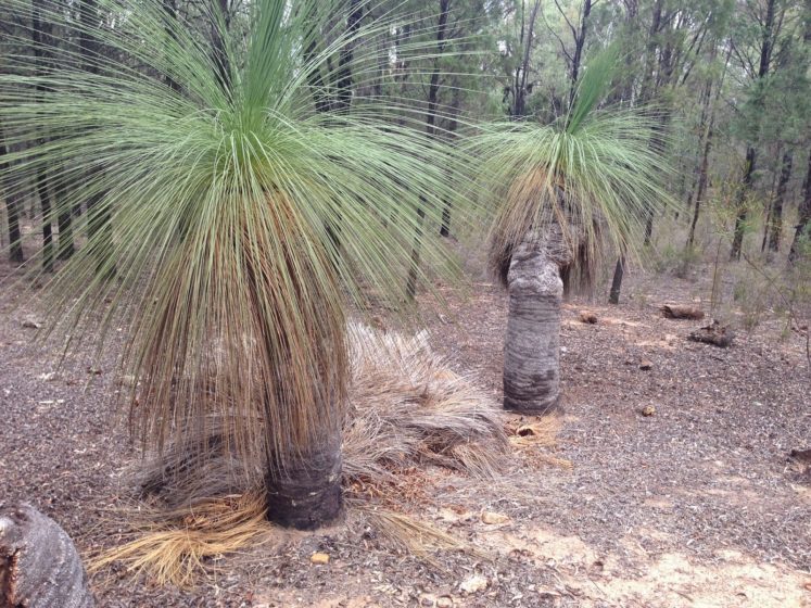 The grass tree is a slow growing plant, carefree and durable admired for its spherical form and fine texture and makes it a perfect garden specimen. 