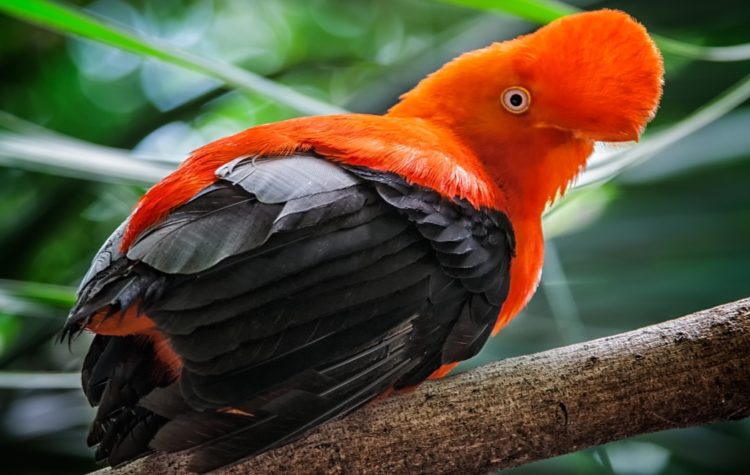 The bird is mostly in ravines and forested streams in montane areas at 500 to 2,400 m elevation.