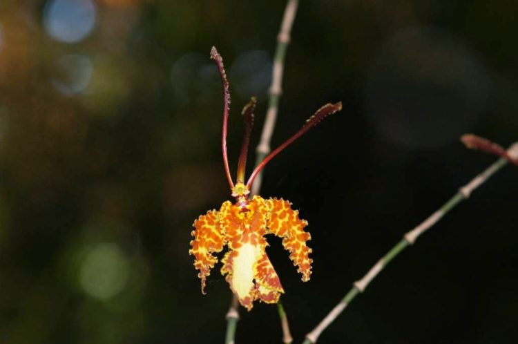 Psychopsis with 38 chromosomes and two pollinia grow epiphytically in wet rainforest and also dry upland forest.