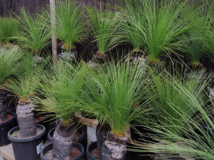 The leaves are a grey or bluish glaucous green. The grass tree has two sub-species, which are recognized; subspecies angustifolia and glauca. 