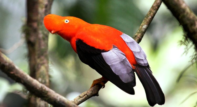 It is a medium-sized perching bird around 12 inches in length and weighing around 265 grams.