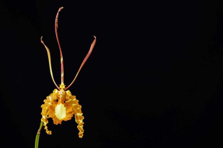 The flower leaves are solitary and erect and inflorescences are typically solitary per bulb, jointed and arched, arising from the base out of a sheath, producing a succession of flowers which last approx.
