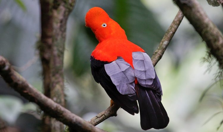 The male bird spend much of there time displaying at leks, (A lek is an area where animals, usually birds, gather to perform courtship displays) where they jump up and down on particular branches and utter low, guttural croaks.