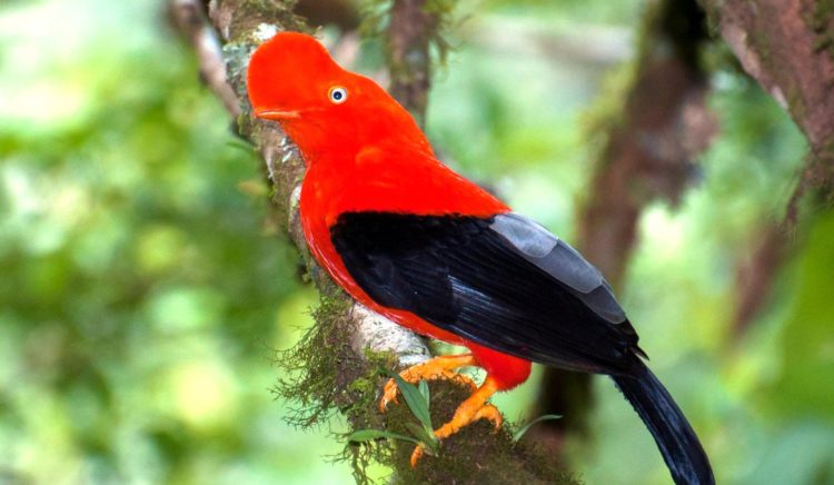 At the lek, males have been observed to break up into pairs, performing “confrontation displays”. This consists of facing each other while bowing, jumping, and flapping there wings, sometimes even snapping there bills, and at the same time giving off various squawking and grunting calls.