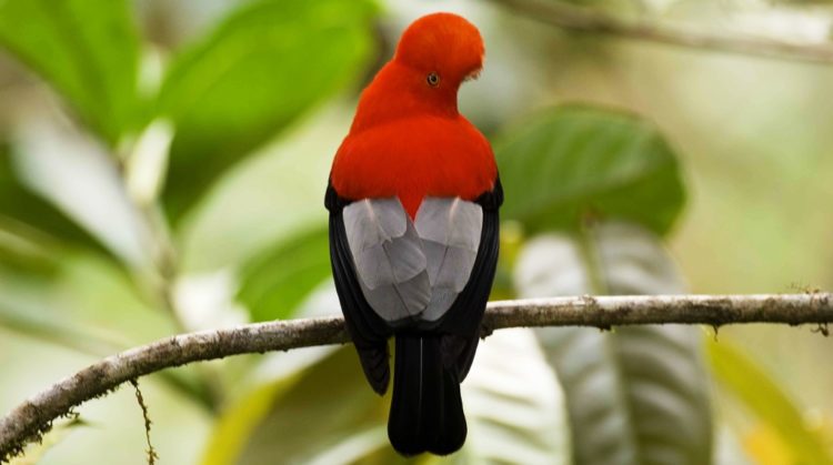 The bird name is derived from there preference for rocks and ledges as substrates for there mud cup nests.
